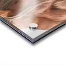 Wild Horse Winter  Acrylic print