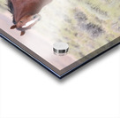 Wild Horse Nevada Series 8 Acrylic print