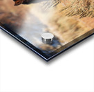 Wild Horse Nevada Series1 Acrylic print