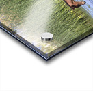 Wild Horse Nevada Series 6 Acrylic print