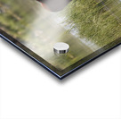 Wild Horse Nevada Series 7 Acrylic print