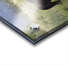 Wild Horse Nevada Series 9 Acrylic print