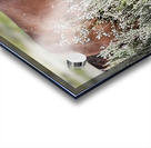 Wild Horse Nevada Series 12 Acrylic print