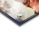 Mono Lake Wild Horse Series 1 Acrylic print