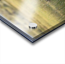 Mono Lake Wild Horse Series 1 Acrylic print