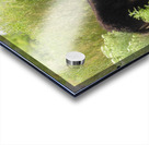 Marietta Wild Burro Range HMA 1 Acrylic print