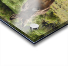 Marietta Wild Burro Range HMA 1 Acrylic print