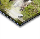 Marietta Wild Burro Range HMA 1 Acrylic print