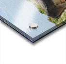 Marietta Wild Burro Range HMA 1 Acrylic print