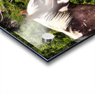 Nevada Mustang series2 Acrylic print