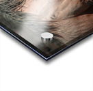 Nevada Mustang series 3 1 Acrylic print