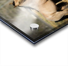 Nevada Mustang series 4 1 Acrylic print