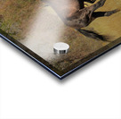 Nevada Mustang series 9 1 Acrylic print