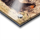 Nevada wild 5 Acrylic print