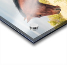 Nevada Mustang Series 17 1 Acrylic print