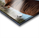 Nevada Mustang 1 3 Acrylic print