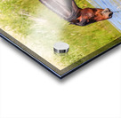 Nevada Mustang 1 4 Acrylic print