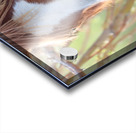 Nevada Wild 12 1 Acrylic print