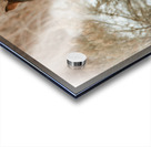 Nevada Wild Winter2 1 Acrylic print