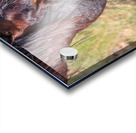 Nevada Wild 165 1 Acrylic print