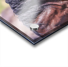 Nevada Wild 165 2 Acrylic print