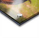 Nevada Wild 165 1 Acrylic print