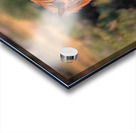 Nevada Wild 165 1 Acrylic print