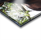 Nevada Wild 165 1 Acrylic print