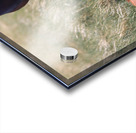 Nevada Wild 165 1 Acrylic print