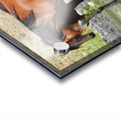 Nevada Wild 165 1 Acrylic print