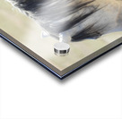 Utah Onaqui Wild Horses Acrylic print