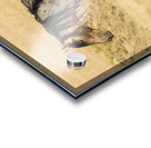 Utah Onaqui Wild Horses Acrylic print