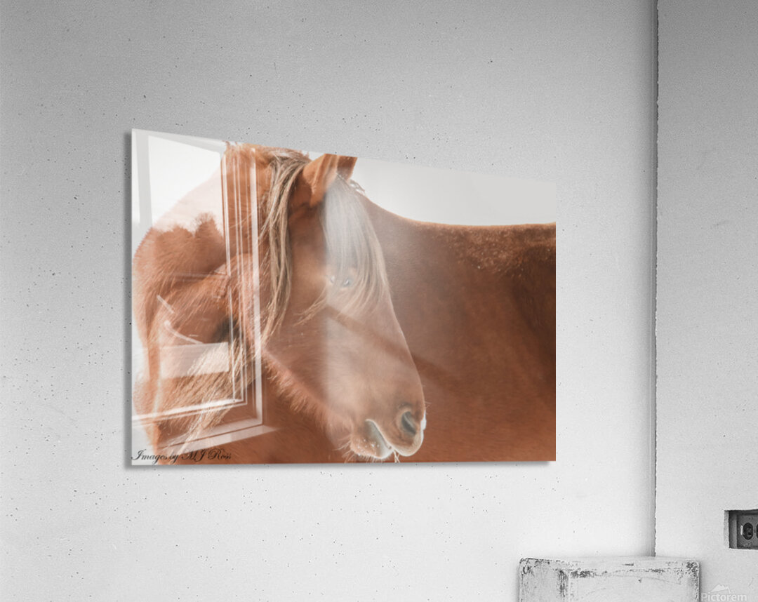 Wild Horse Winter  Acrylic Print