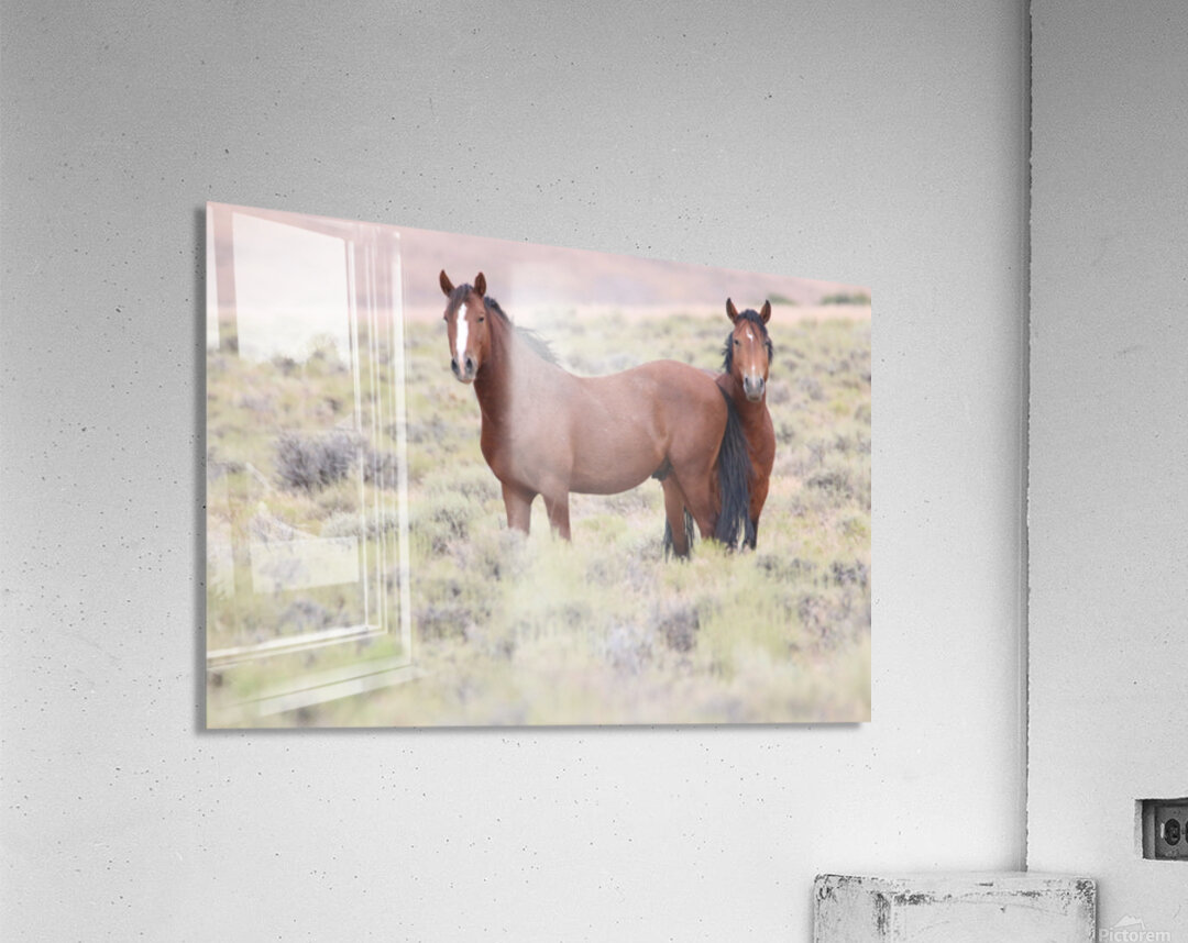 Wild Horse Nevada Series 8 Acrylic Print