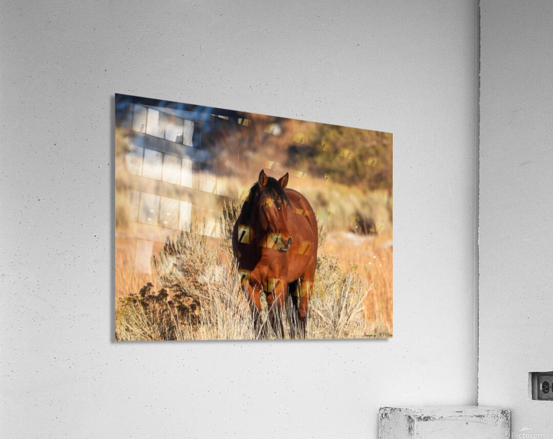 Wild Horse Nevada Series1 Acrylic Print