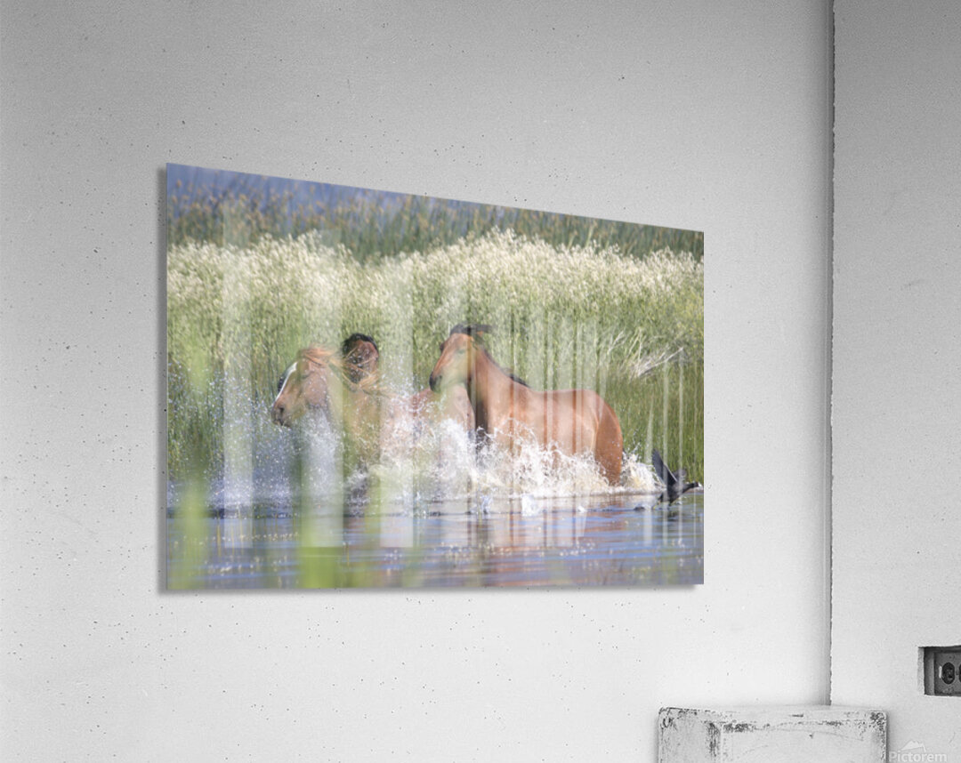 Wild Horse Nevada Series 4 Acrylic Print