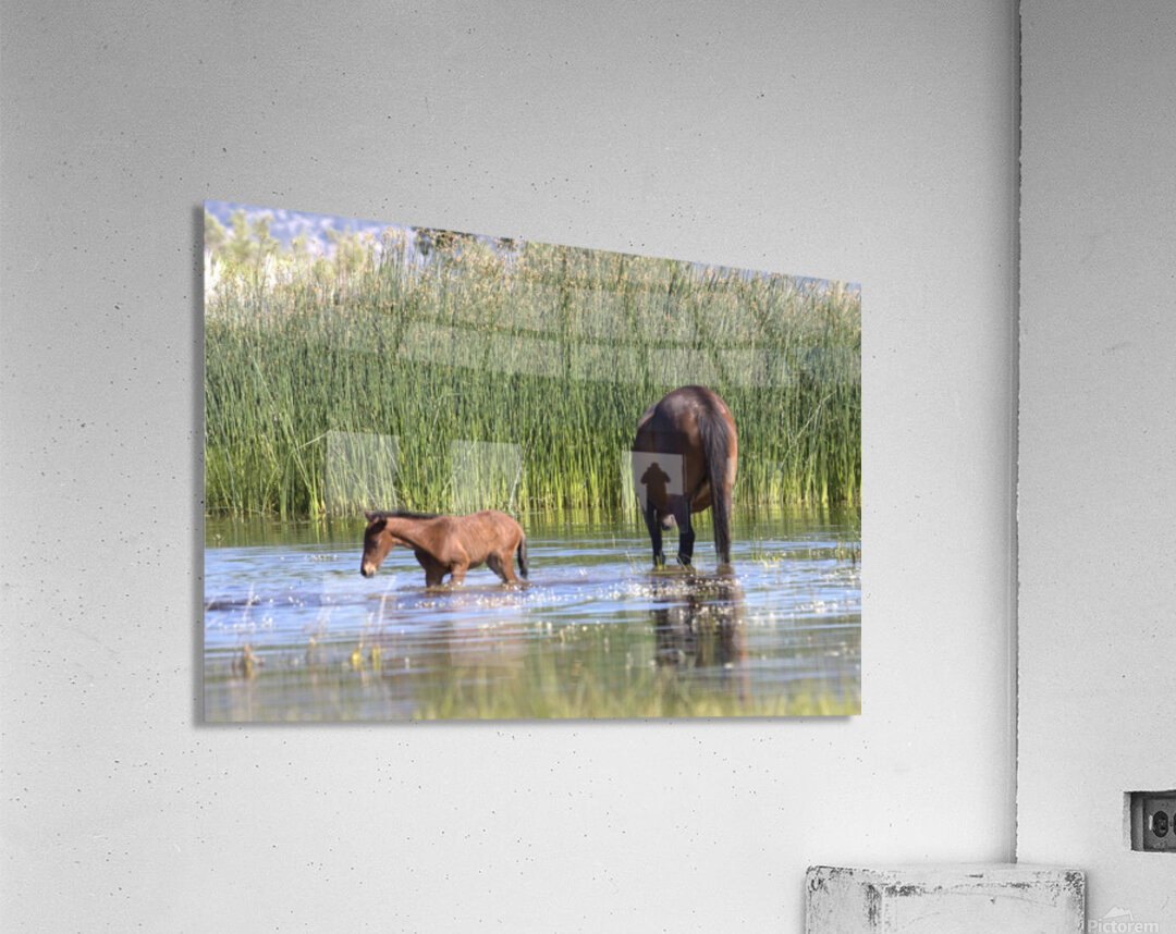 Wild Horse Nevada Series 6 Acrylic Print