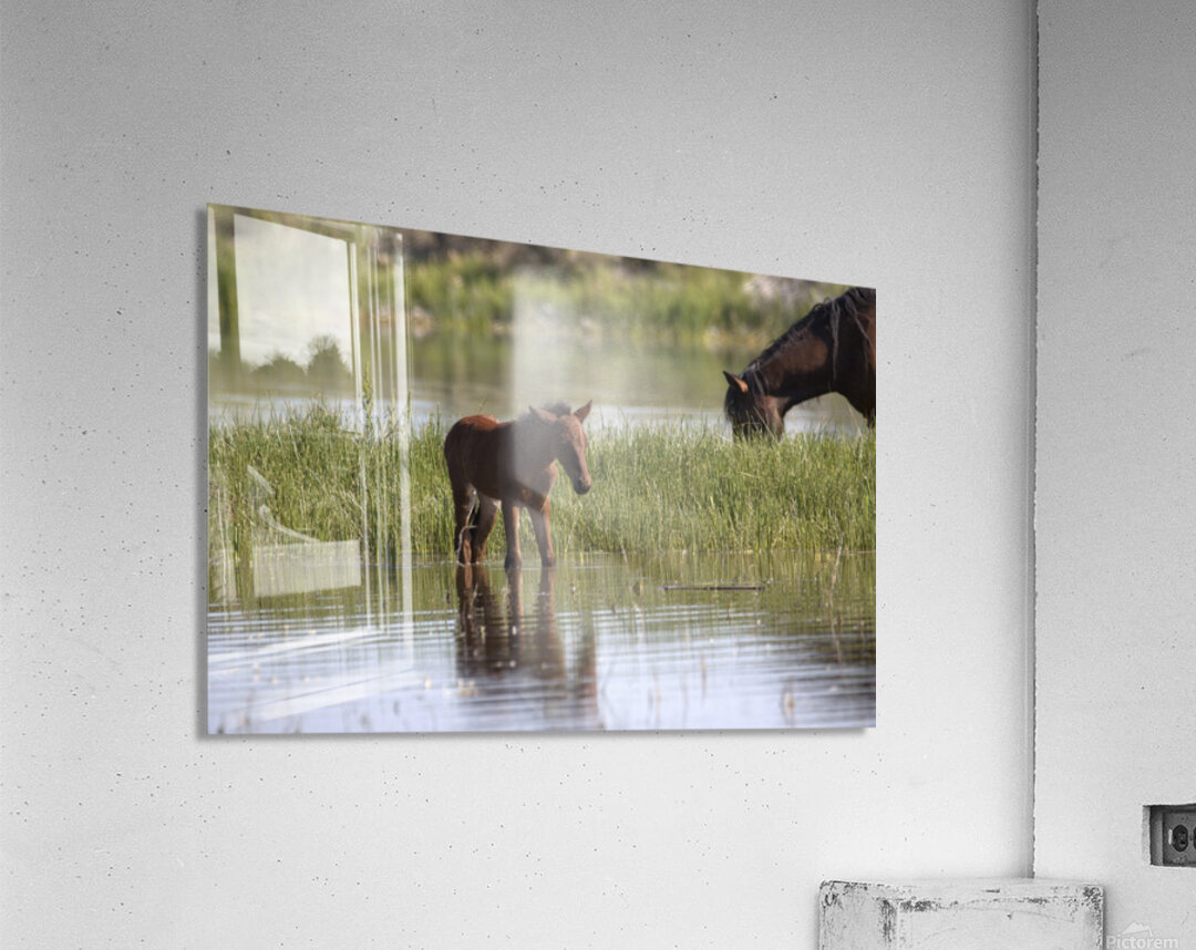 Wild Horse Nevada Series 7 Acrylic Print