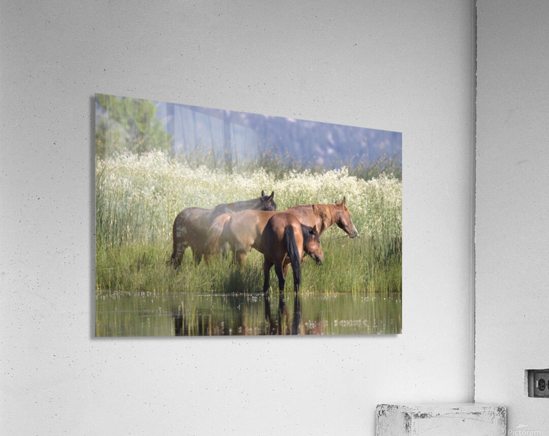 Wild Horse Nevada Series 9 Acrylic Print