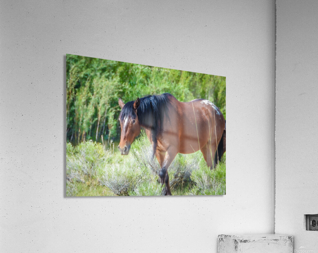 Wild Horse Nevada Series 11 Acrylic Print