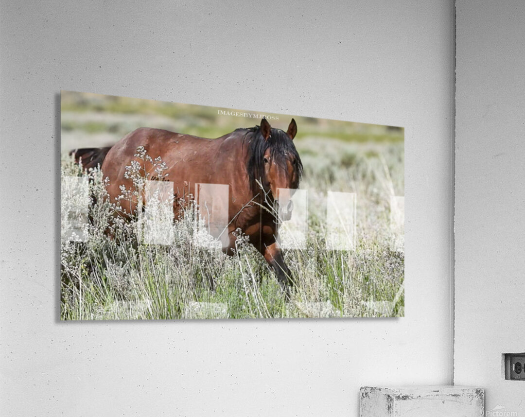 Wild Horse Nevada Series 12 Acrylic Print