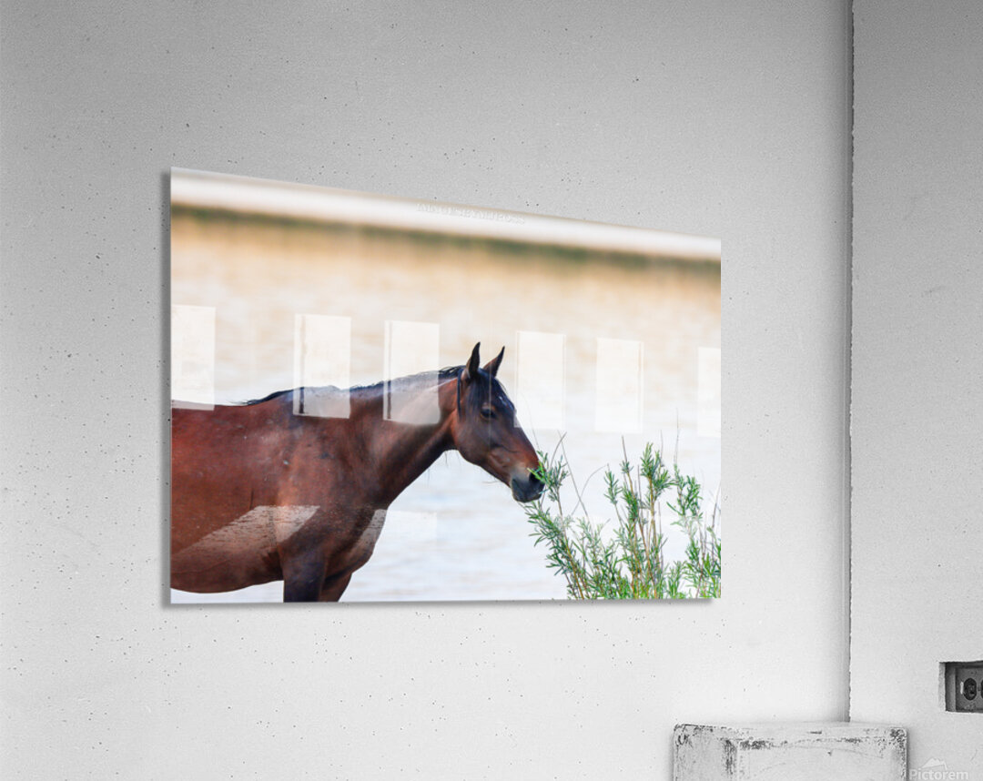 Wild Horse Series Nevada 14 Acrylic Print