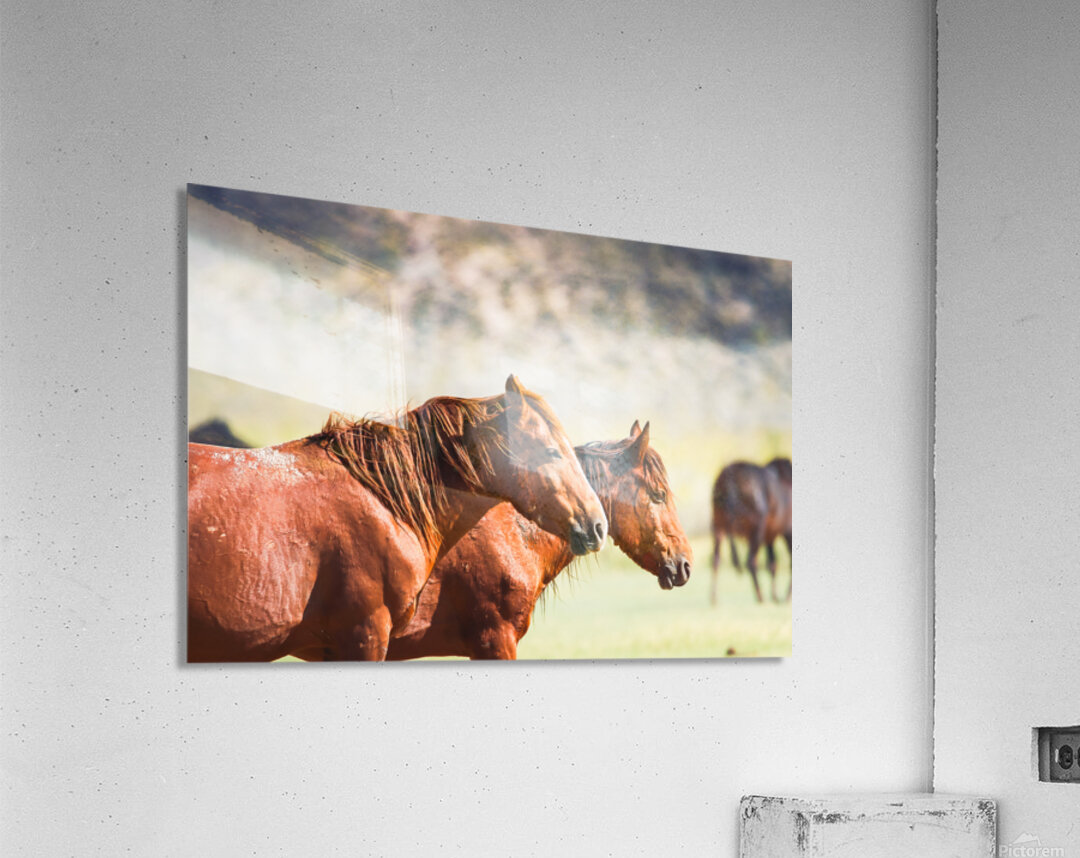 Mono Lake Wild Horse Series 1 Acrylic Print