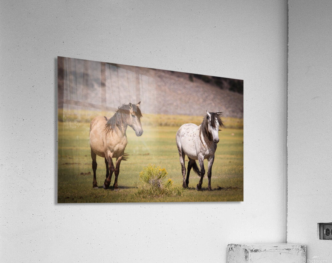 Mono Lake Wild Horse Series 1 Acrylic Print