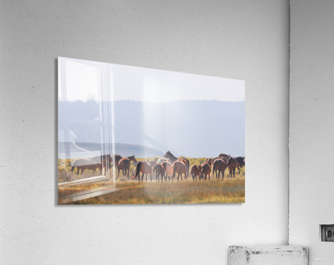 Mono Lake Wild Horse Series 1 Acrylic Print