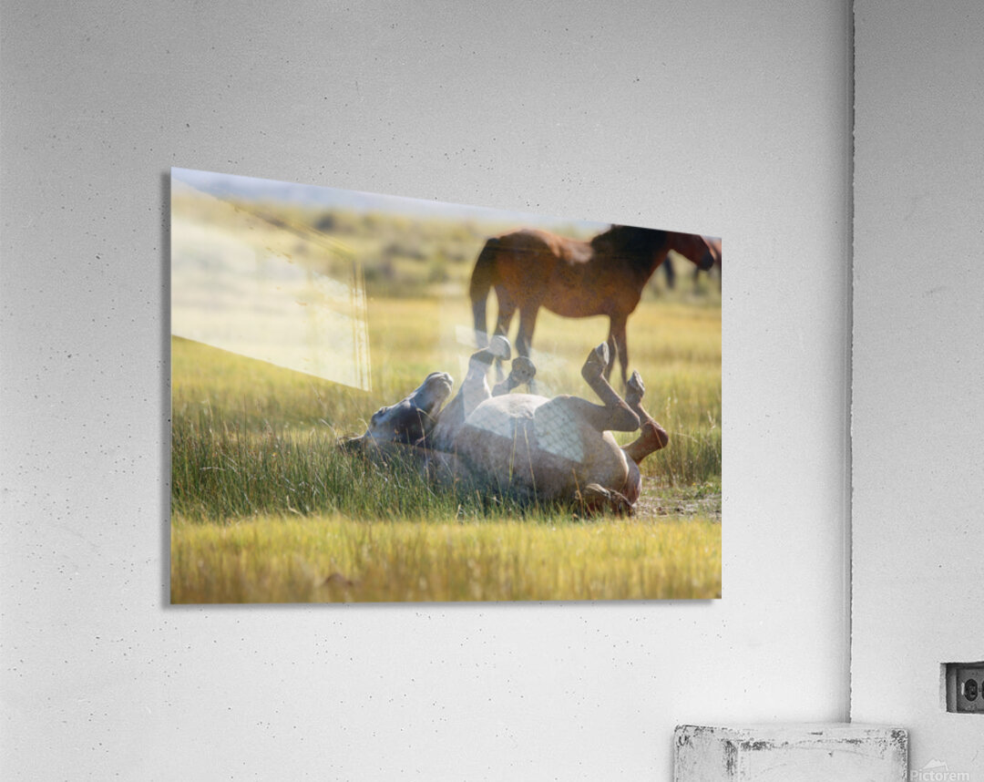 Mono Lake Wild Horse Series 1 Acrylic Print