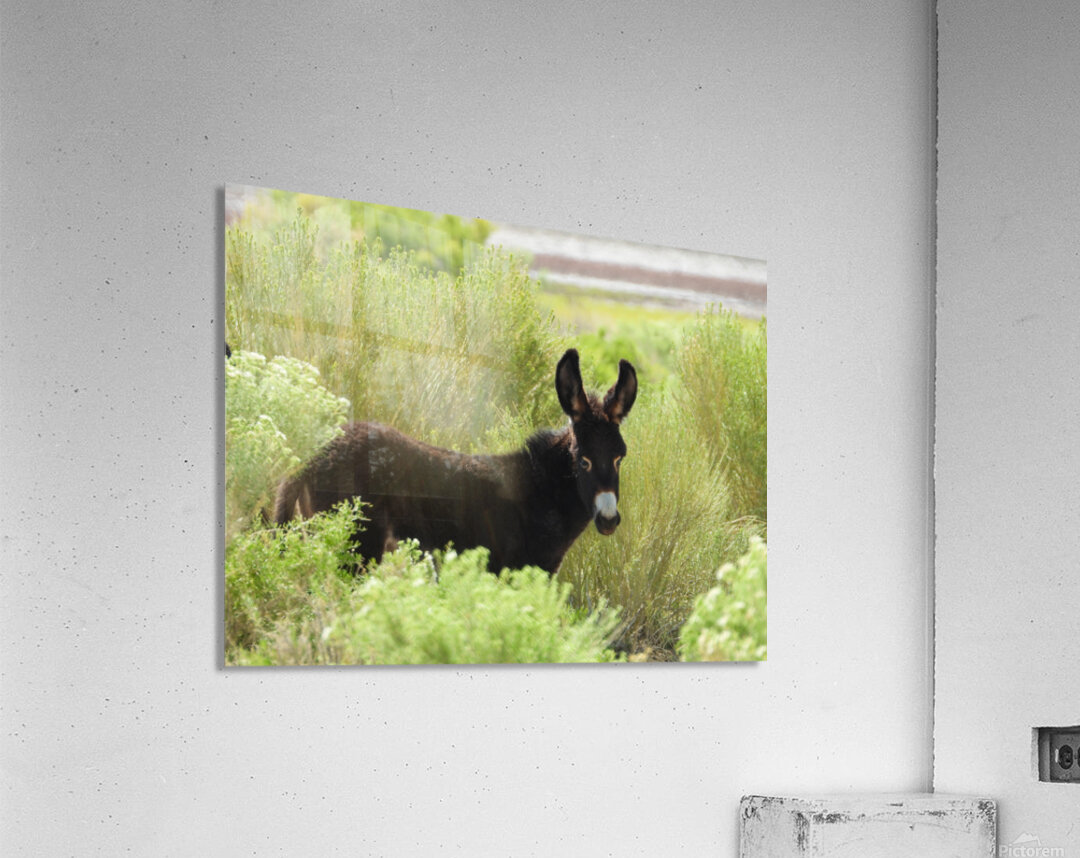 Marietta Wild Burro Range HMA 1 Acrylic Print