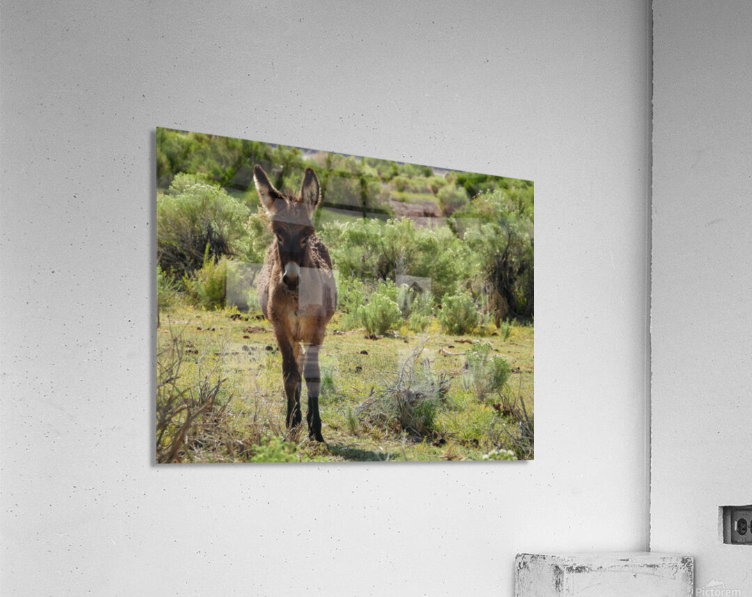 Marietta Wild Burro Range HMA 1 Acrylic Print