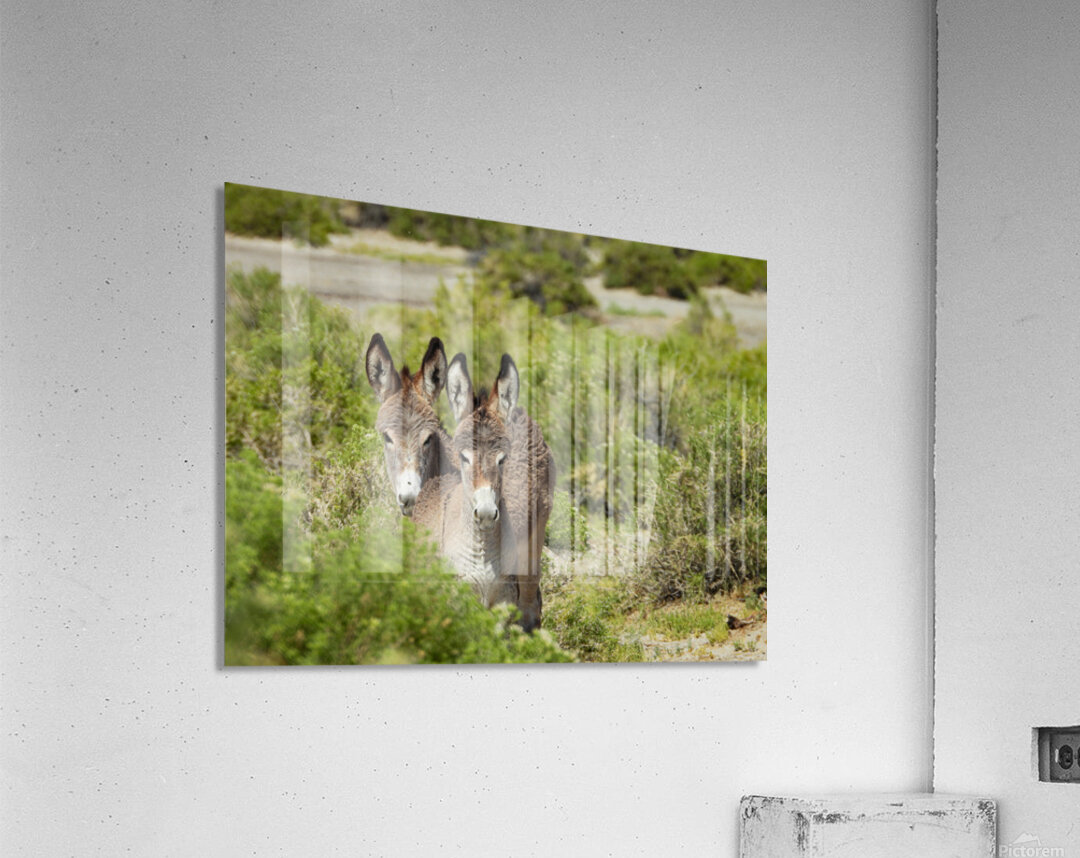 Marietta Wild Burro Range HMA 1 Acrylic Print