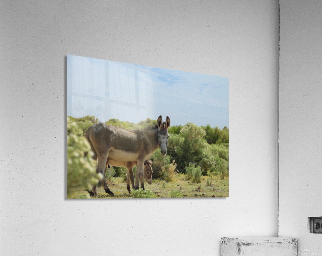 Marietta Wild Burro Range HMA 1 Acrylic Print